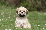 LHASSA APSO 306